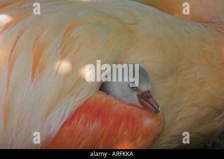 Flamingo cileni (Phoenicopterus chilensis), chick sotto un battente di un adulto, Germania Foto Stock