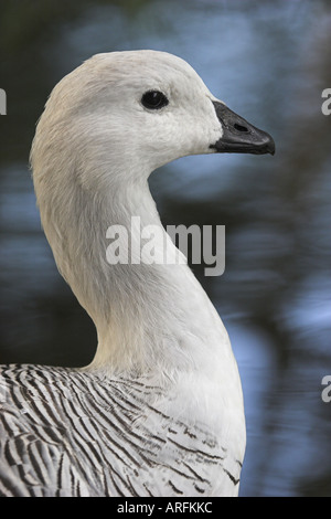 Magellan goose (Chloephaga picta), ritratto Foto Stock