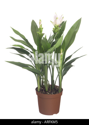 Siam Tulipani (Curcuma alismatifolia, Curcuma zedoaria), pianta in vaso, con il bianco delle brattee Foto Stock