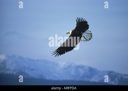 Aquila calva Haliaeetus leucocephalus battenti vicino a Omero in Alaska STATI UNITI D'AMERICA Foto Stock