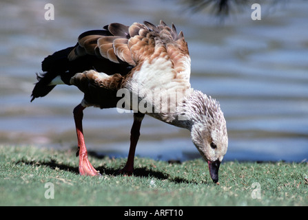 Orinoco jubata Goose-Neochen-famiglia anatidi Foto Stock