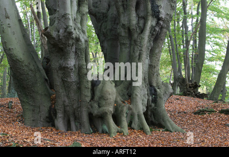 Faggio antico pollard nella Foresta di Epping Foto Stock