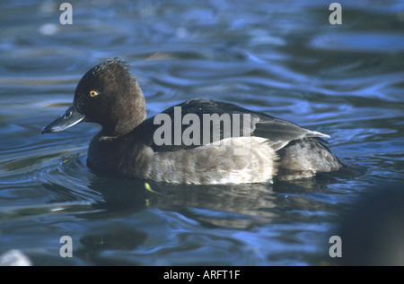 Femmina Duck-Aythya Tufted fuligula-famiglia anatidi Foto Stock
