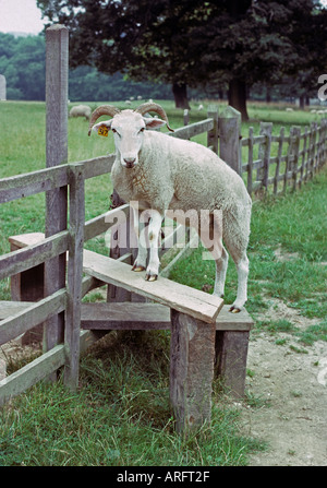 Pecore scalata di un montante verticale Foto Stock