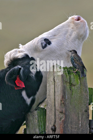 Vacca e Starling condividendo un gatepost Foto Stock