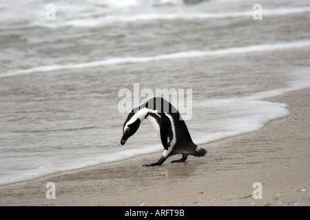 Pinguino africano entrando in mare a Boulders Beach Penisola del Capo Sud Africa Foto Stock