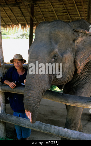 Femmina di elefante asiatico con tronco tagliato,TECC,Lampang,Thailandia Foto Stock