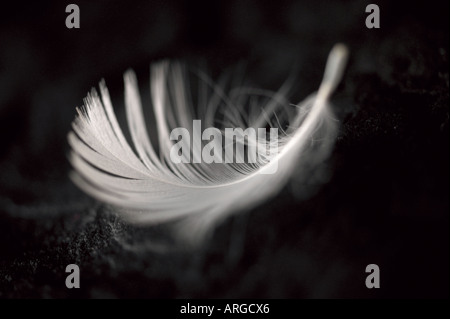 Piume bianche su un nero ardesia sfondo Foto Stock