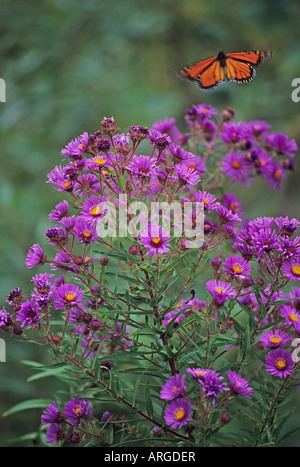 Farfalla monarca e fiori di campo Foto Stock