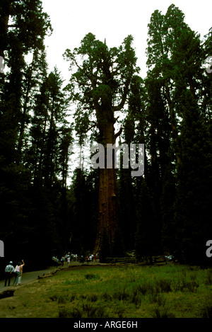 Redwoods Di California Immagine Stock. Immagine Di Pioggia - 3602865 - Foto 3