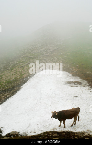 Una giovenca sulla neve a circa 2000m sopra Käserstatt, Svizzera Foto Stock