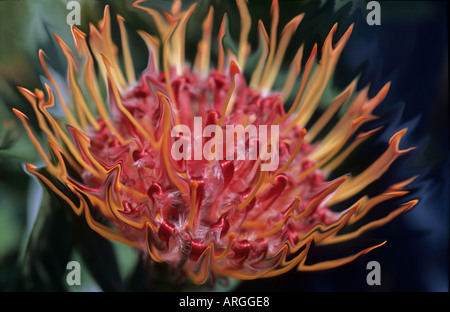 Leucospermum var Vulcano arbusto sempreverde Foto Stock