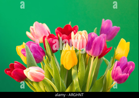 Un display a colori di tulipani freschi coperto di goccioline di acqua contro uno sfondo verde Foto Stock
