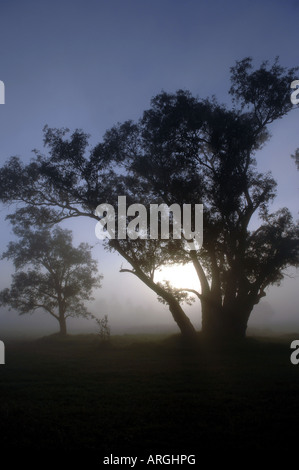 Il Rising Sun sagome alberi attraverso la nebbia e il fumo proveniente da incendi boschivi in Perth , Western Australia . Foto Stock