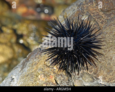 Ricci di mare in appoggio su di una roccia vicino a Marmaris TURCHIA Foto Stock