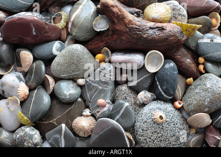 Ciottoli e conchiglie sulla spiaggia di Galloway, Scozia. Foto Stock