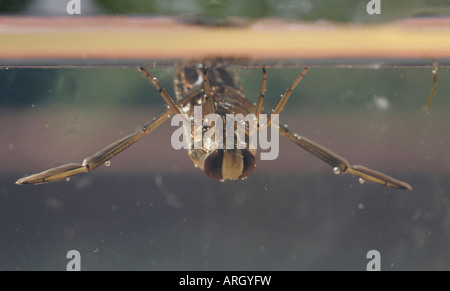 Backswimmer comune sulla superficie di stagno visto da sotto Foto Stock