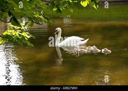 Cigno con cygnets Foto Stock