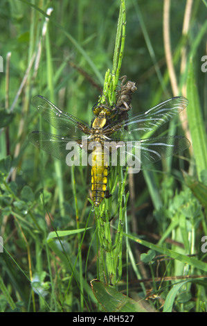 Ampia corposi Chaser libellula depressa Foto Stock