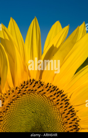 Girasoli incontaminate saluto il sole del mattino, Oamaru, Nuova Zelanda Foto Stock