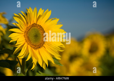 Girasoli incontaminate saluto il sole del mattino, Oamaru, Nuova Zelanda Foto Stock