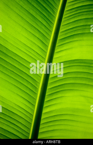 Banana Leaf in stretta fino Foto Stock