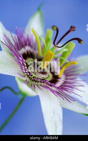 Passiflora caerulea fiore della passione Foto Stock