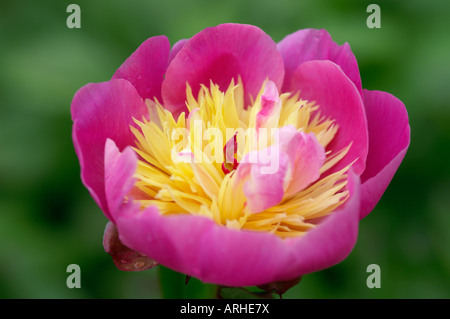 PAEONIA CIOTOLA DI BELLEZZA PEONIA Foto Stock