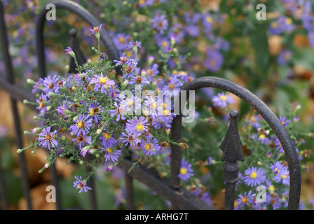 Margherite viola Foto Stock