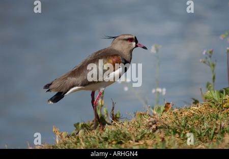 Southern Pavoncella a riposo sulla sponda di un laghetto Foto Stock