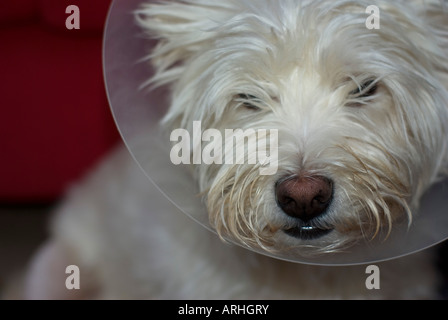 Cane con cono collarino Elizabethan collare per arrestare il leccamento cucito avvolto Foto Stock