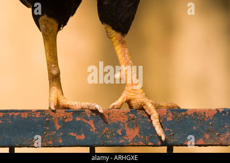 La Rooster in piedi su una recinzione metallica Foto Stock