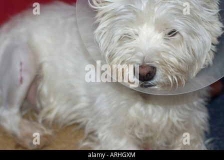 Cane con cono collarino Elizabethan collare per arrestare il leccamento cucito avvolto Foto Stock