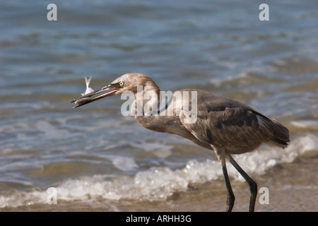 garzetta rossastra Foto Stock