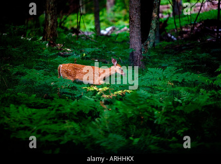 Una coda bianca Fawn in cerca di cibo in ritardo nel nord del Wisconsin, USA. Foto Stock