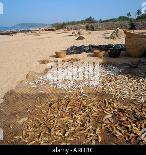 Pesce di essiccazione al sole su una spiaggia in Goa, India Foto Stock