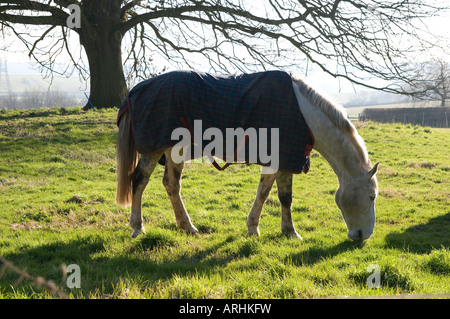 Cavallo in campo coperta da indossare Foto Stock