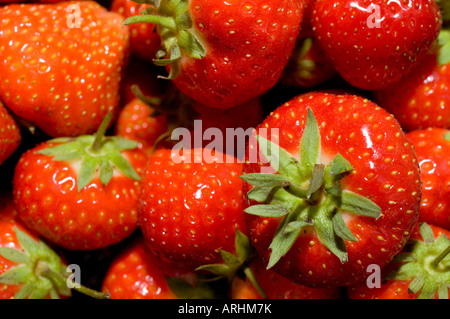 Un close-up di raccolti di fresco Fragole organico con i loro steli su Foto Stock