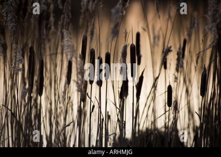 Canneti su una sera d'inverno al disuso lavorazioni di torba Avalon paludi vicino a Glastonbury sui livelli di Somerset Foto Stock