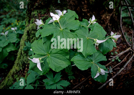 TRILLIUM Trillium grandiflorum CALIFORNIA Foto Stock