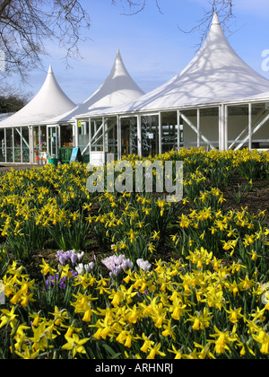 Display daffodil kew Botanical Gardens London Inghilterra England Foto Stock