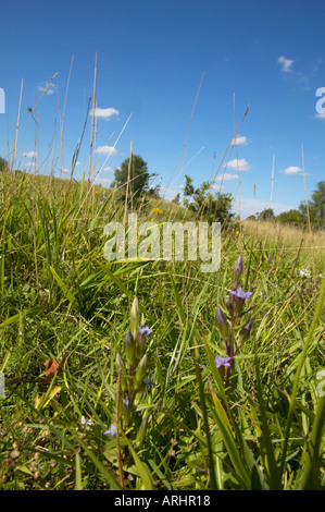 In autunno la Genziana Gentianella amarella cresce a Barnack Cambridgeshire Foto Stock