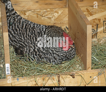 USA OREGON UN sbarrate plymouth rock pollo gallina si siede su un nido di porre un uovo in un piccolo pollaio Foto Stock