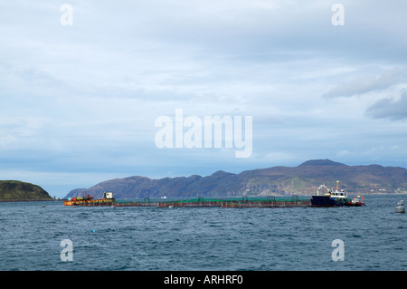 Isle of Mull Scottish Salmon Farm nel suono di Mull Foto Stock