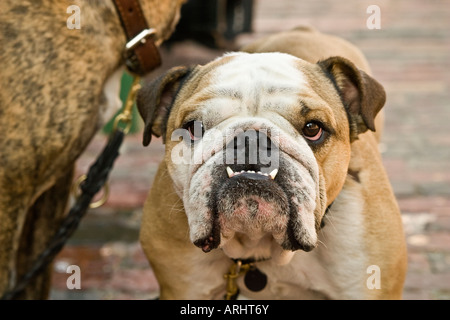 Bulldog inglese ritratto Foto Stock