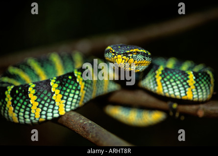 La foresta pluviale malese di Sumatra Rattlesnakes Trimeresurus sumatranus Foto Stock