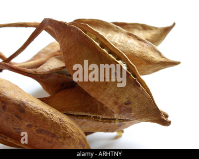 Australian flame tree (brachychiton acerifolius) Foto Stock