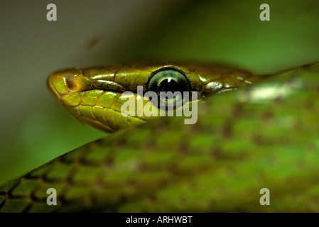 Red tailed racer. Gonyosoma oxycephala. La foresta pluviale malese Foto Stock