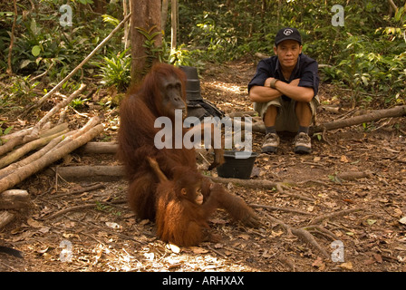 Orangutan Pongo pygmaeus e baby sitter sul suolo della foresta con il lavoratore da Orangutan Foundation Foto Stock