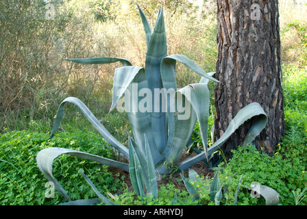 Grandi aloe vera crescita della pianta selvatica Foto Stock